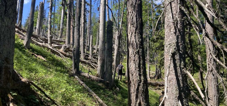 Waldflächen als Trittsteinbiotope gesucht