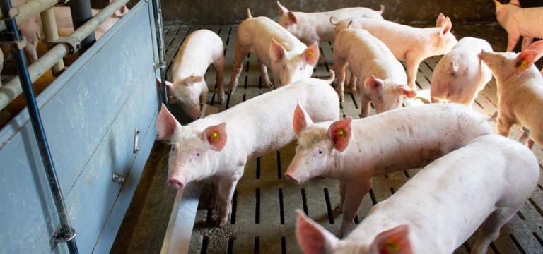 Preis bei Schweinefleisch noch immer das Hauptkriterium