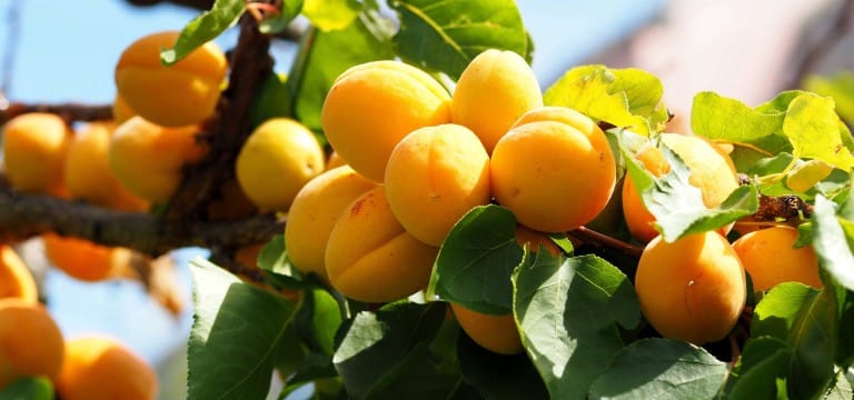 Marille – die aromatische Sommerfrucht aus China